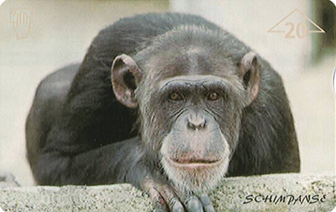 Bild zum Artikel ANK - Affe