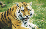 Bild zum Artikel: Tiger - ANK